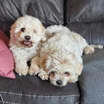 Thumbnail photo of D124 Litter Tank - BONDED PAIR #3