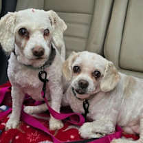 Thumbnail photo of D124 Litter Tank - BONDED PAIR #4