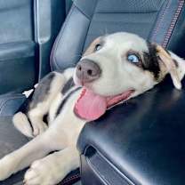 adopt-pet