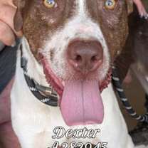 adopt-pet