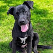 Thumbnail photo of PUPPY ISAAC #1