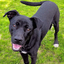 Thumbnail photo of PUPPY ISAAC #2