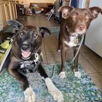 Thumbnail photo of Ruby #2