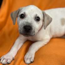 Thumbnail photo of Tilapia #3