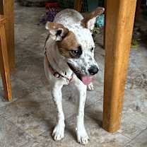 Thumbnail photo of Stella #3