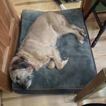 Thumbnail photo of Griffon #2