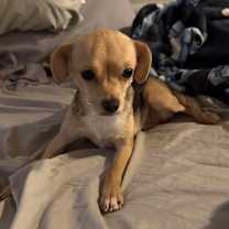 Thumbnail photo of Joy (Dallas) #2