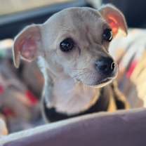 Thumbnail photo of Joy (Dallas) #3