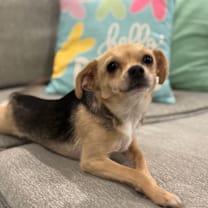 Thumbnail photo of Joy (Dallas) #4