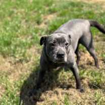 Thumbnail photo of Joy #2