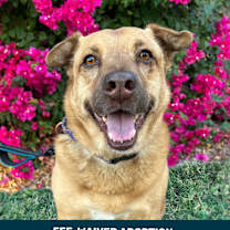 adopt-pet