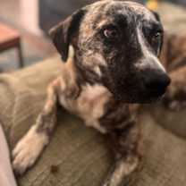 Thumbnail photo of Poppy #2