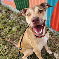 Thumbnail photo of Fenrir (Hiccup) #1