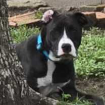 Thumbnail photo of Sammy #2