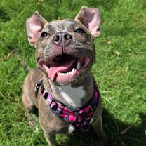 Thumbnail photo of Bitsy - *ADOPTION FEE WAIVED* #2