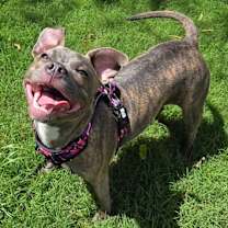 Thumbnail photo of Bitsy - *ADOPTION FEE WAIVED* #3