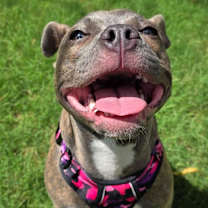 Thumbnail photo of Bitsy - *ADOPTION FEE WAIVED* #4