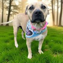 Thumbnail photo of MISCHA #1