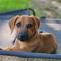 Thumbnail photo of Danny Boy #1