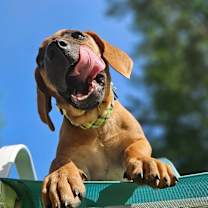 Thumbnail photo of Danny Boy #2