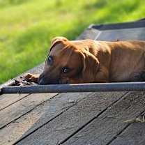 Thumbnail photo of Danny Boy #4