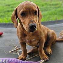 Thumbnail photo of Savvy #1