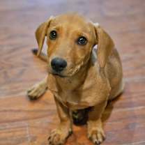 Thumbnail photo of Savvy #2