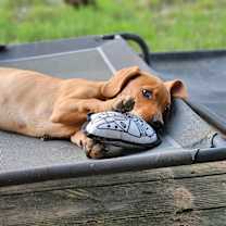 Thumbnail photo of Savvy #3