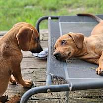 Thumbnail photo of Savvy #4