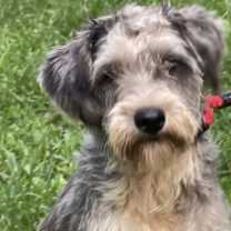 Thumbnail photo of Karlie #1