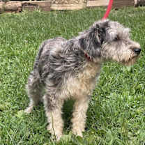 Thumbnail photo of Karlie #3