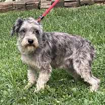 Thumbnail photo of Karlie #2