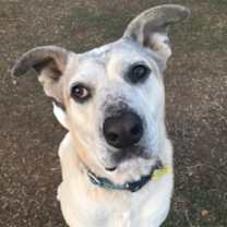 Thumbnail photo of Jumbo #1