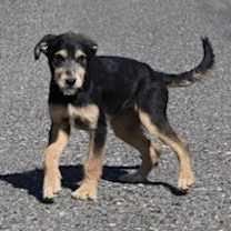 Thumbnail photo of Karl #1