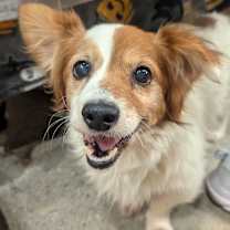 Thumbnail photo of Spaniel Day Lewis #3
