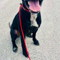 Thumbnail photo of Shai #2