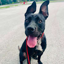 Thumbnail photo of Shai #3