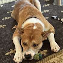 Thumbnail photo of Moose #3