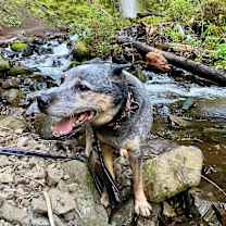 Thumbnail photo of Blue #4