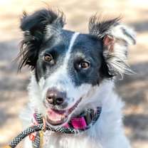 adopt-pet