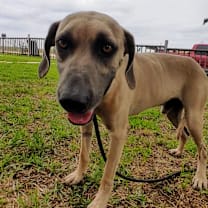 Thumbnail photo of Boone #1