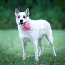 Thumbnail photo of Dot aka Koda #2