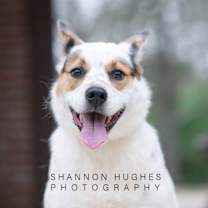 Thumbnail photo of Dot aka Koda #3