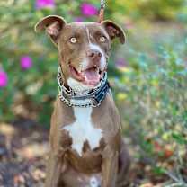 Thumbnail photo of Peter aka Max #3