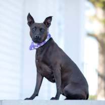 Thumbnail photo of Midnight #2