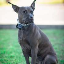 Thumbnail photo of Midnight #3