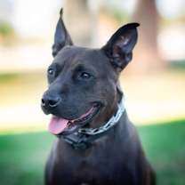 Thumbnail photo of Midnight #4