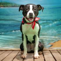 Thumbnail photo of Roscoe #1