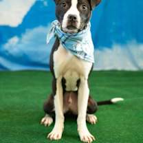 Thumbnail photo of Roscoe #3