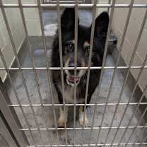 Thumbnail photo of PUMBA #2